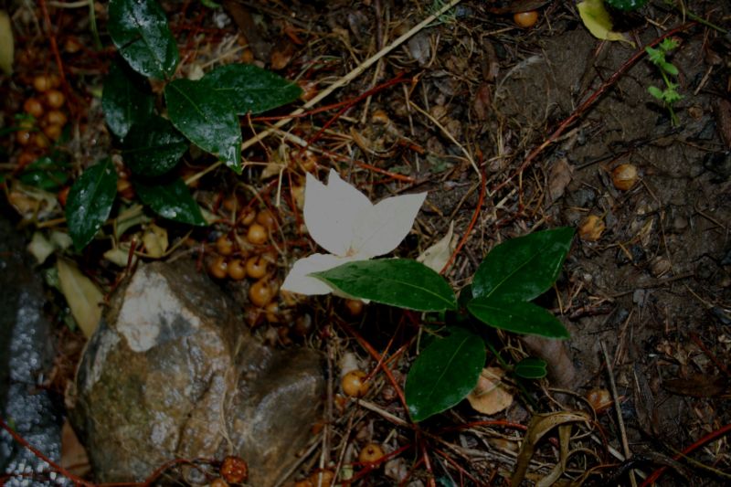 Laurus nobilis ......a foglie bianche